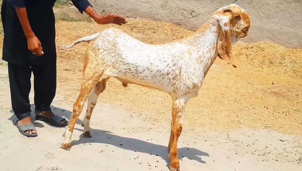Makkah Chini Bakra For Sale _ 03218617598 رابطہ نمبر — photo 4