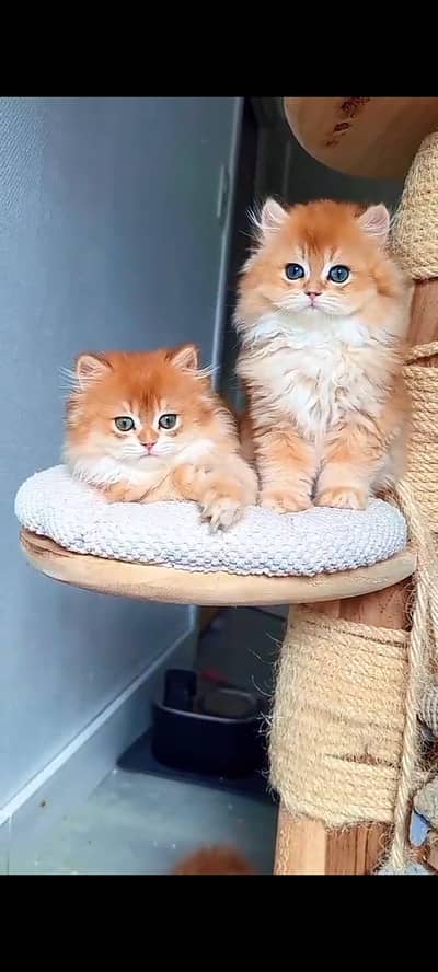 Quality Persian Punch Face cat &kittens 03476305771 WhatsApp