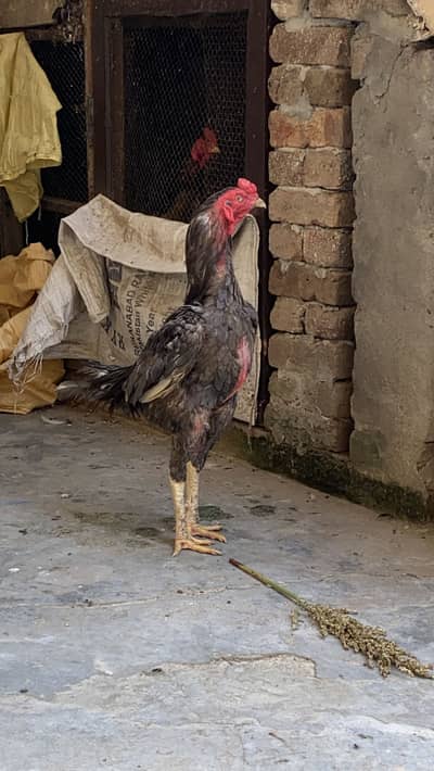 2 male aseels