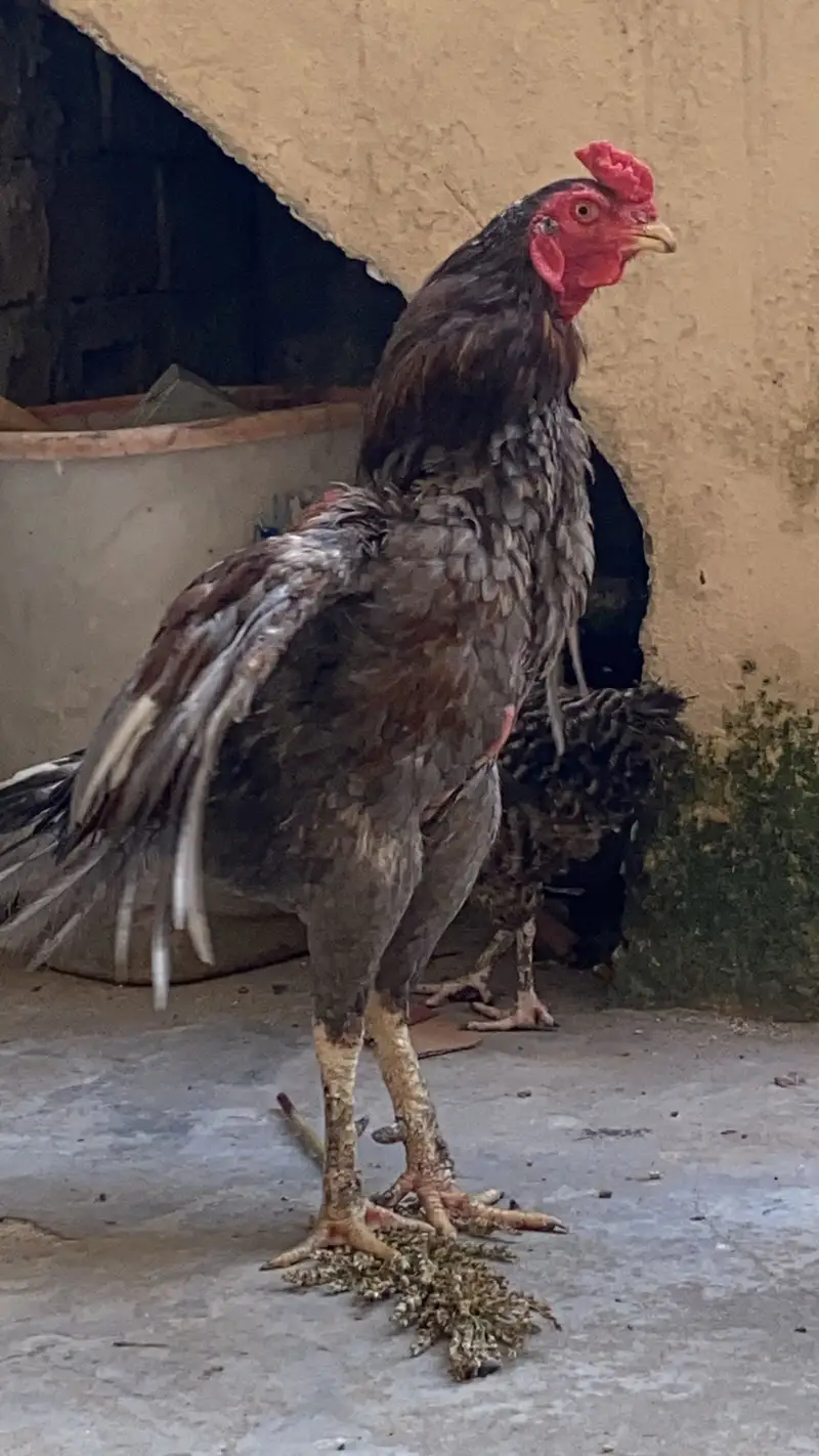 2 male aseels — photo 4