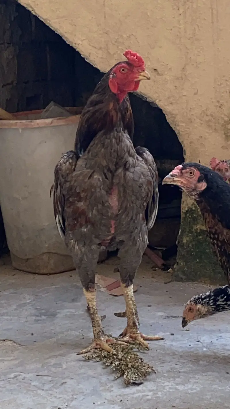 2 male aseels — photo 7