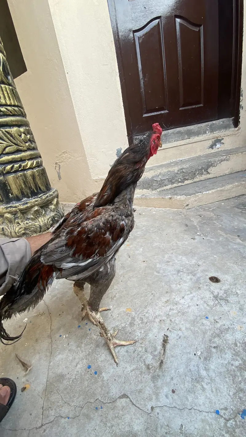 2 male aseels — photo 8