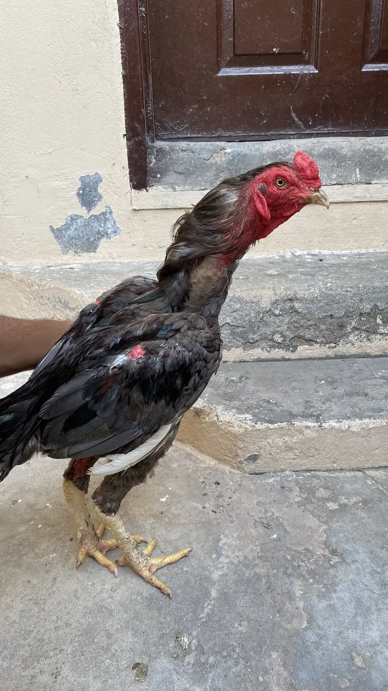 2 male aseels — photo 10