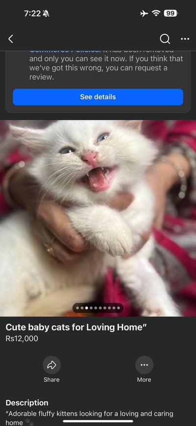 Adorable Kittens find new home 