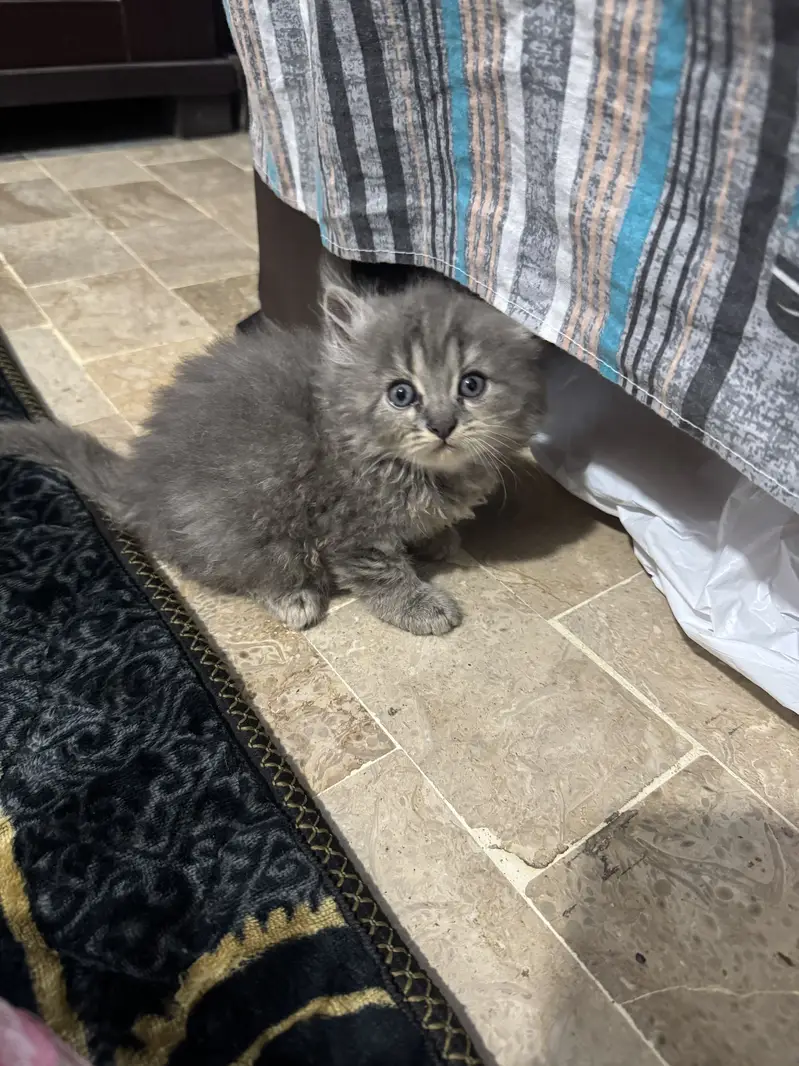 Adorable Kittens find new home  — photo 2