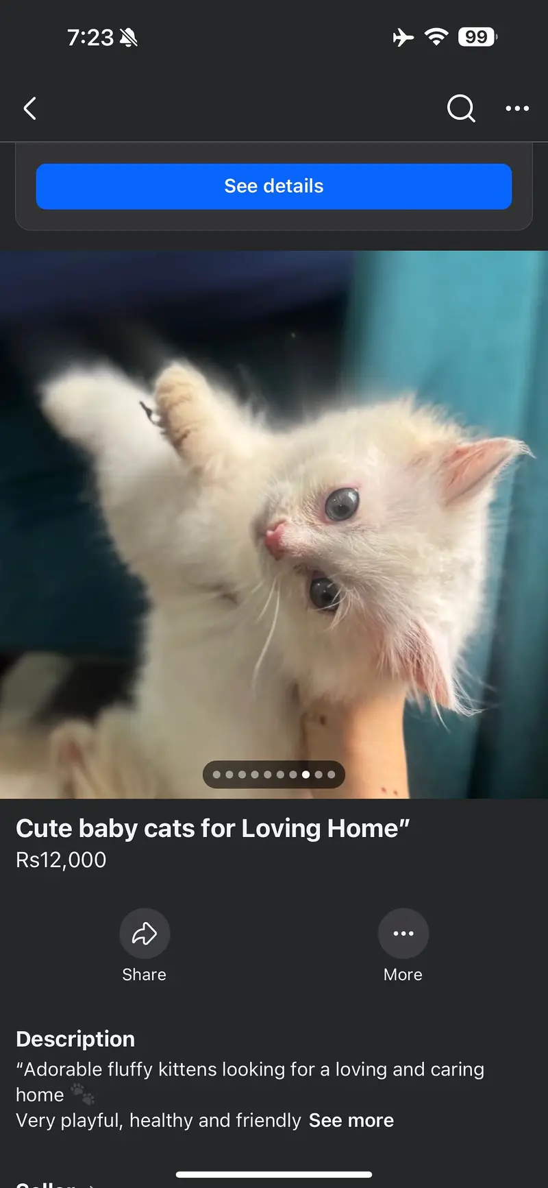 Adorable Kittens find new home  — photo 3