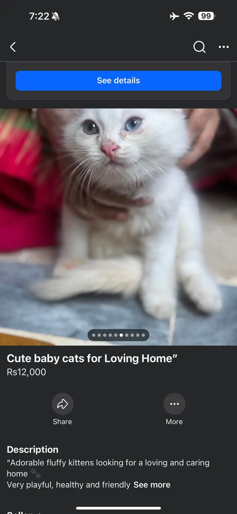 Adorable Kittens find new home  — photo 4