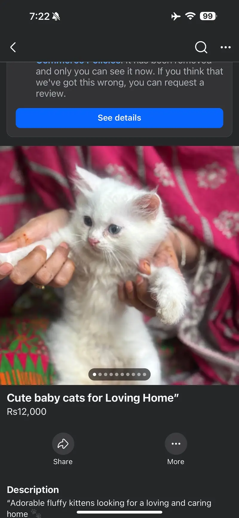 Adorable Kittens find new home  — photo 5
