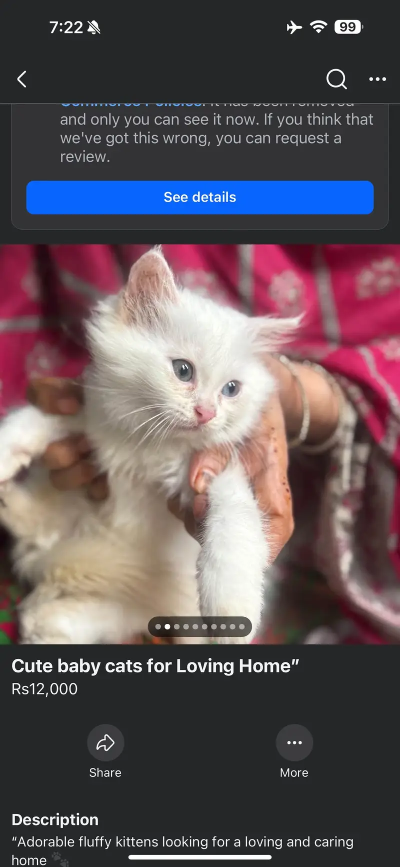 Adorable Kittens find new home  — photo 6