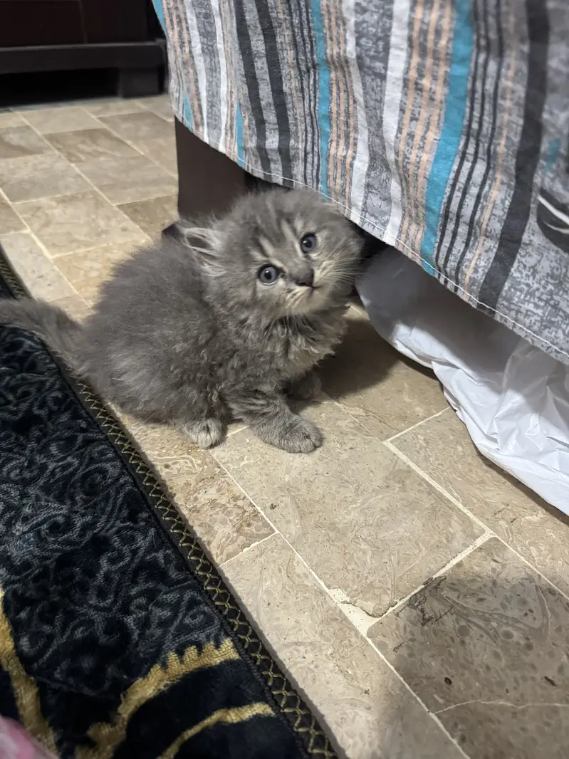 Adorable Kittens find new home  — photo 7