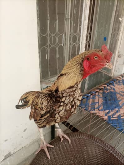 java aseel patha