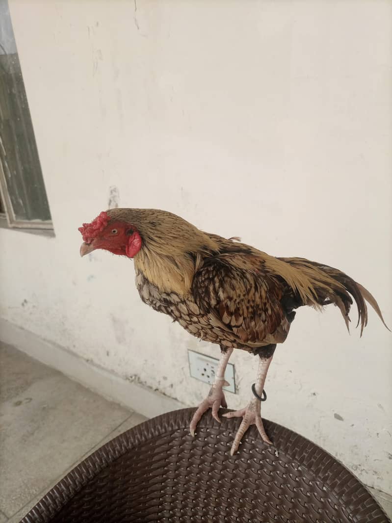 java aseel patha 3