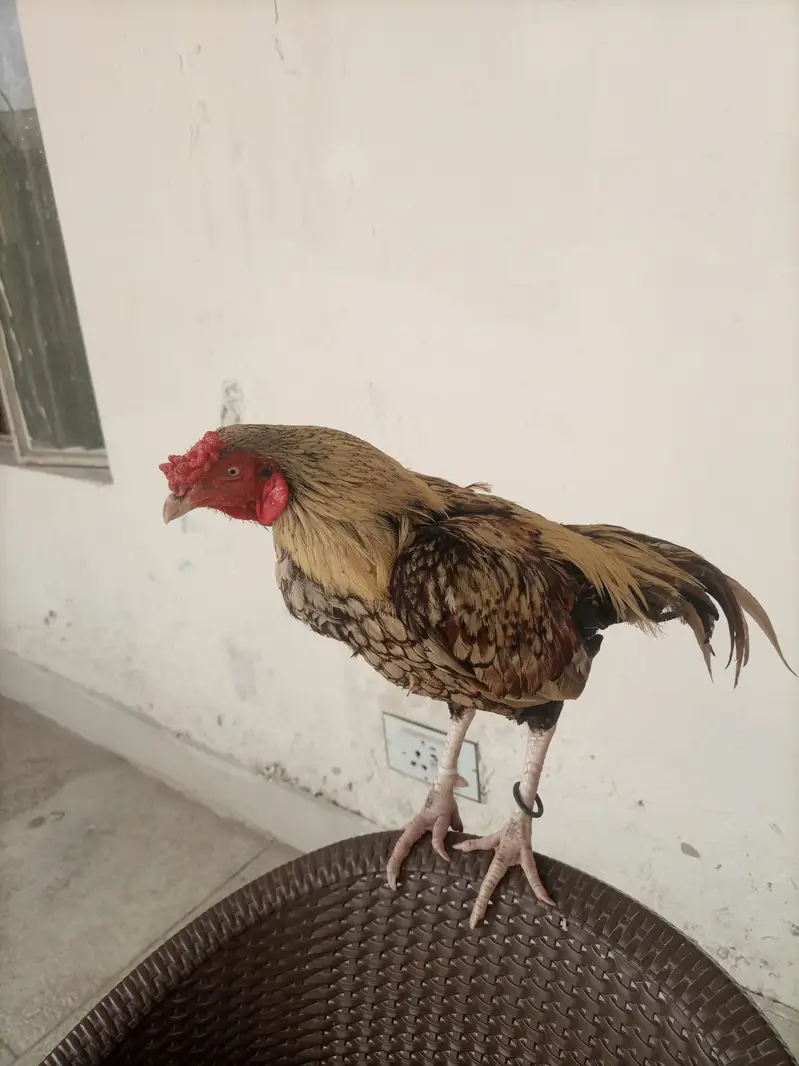 java aseel patha — photo 4