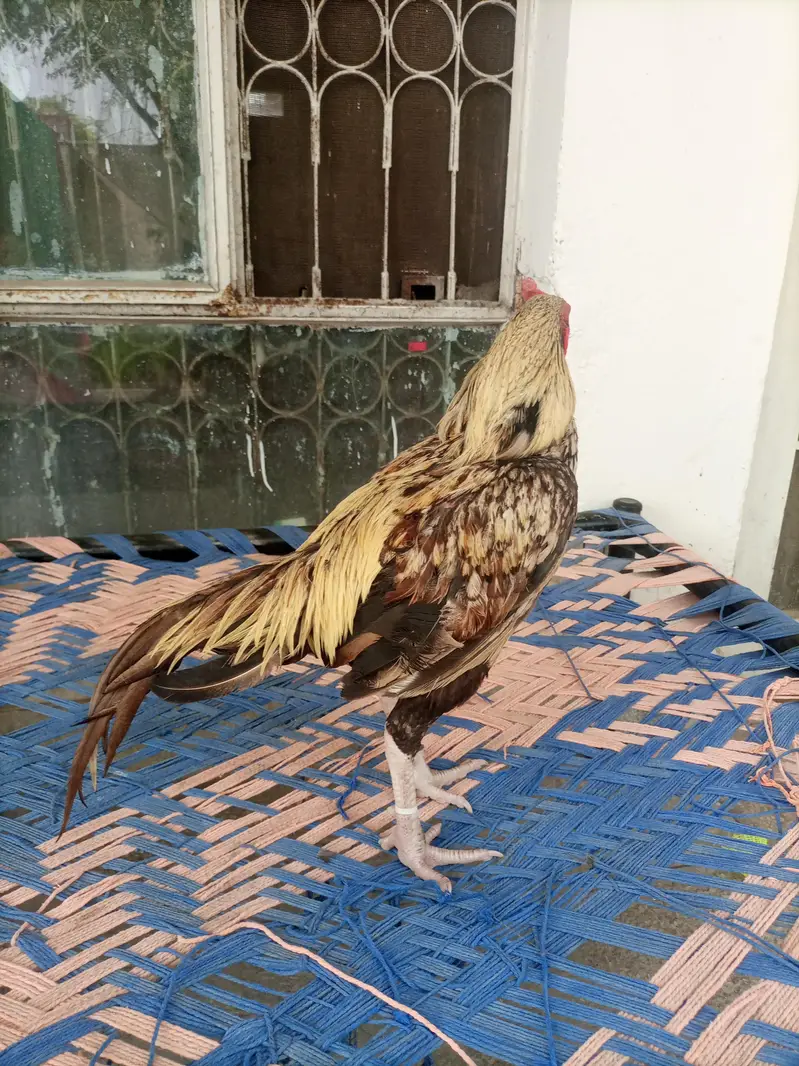 java aseel patha — photo 6