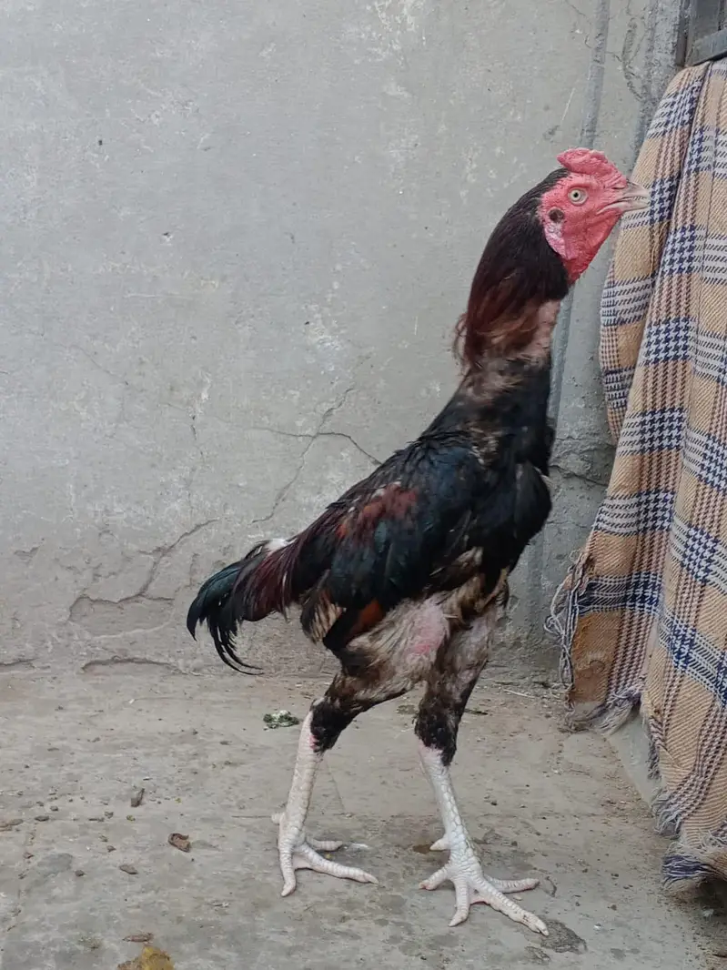 Aseel male — photo 2