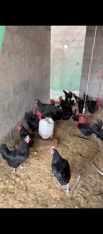 Australorp RIR Lohmann Misri