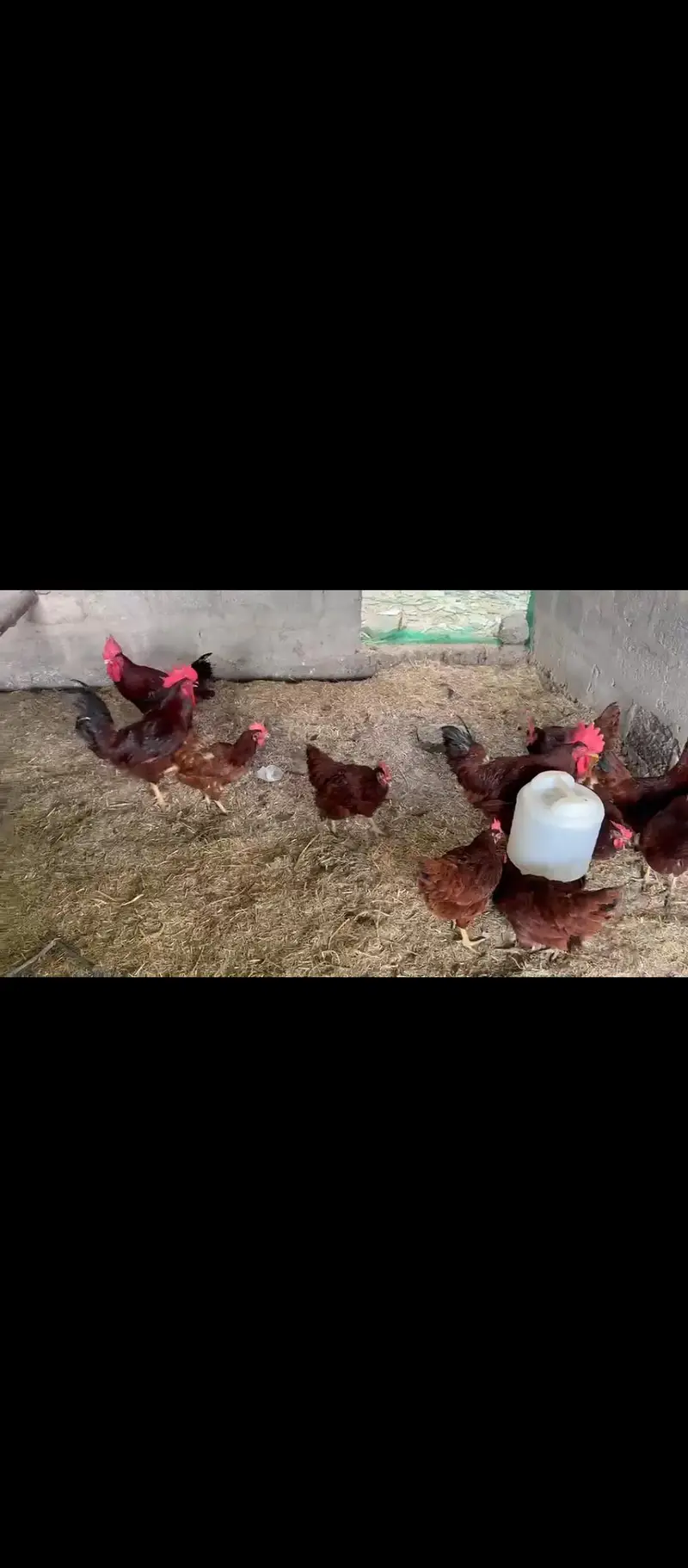 Australorp RIR Lohmann Misri — photo 2