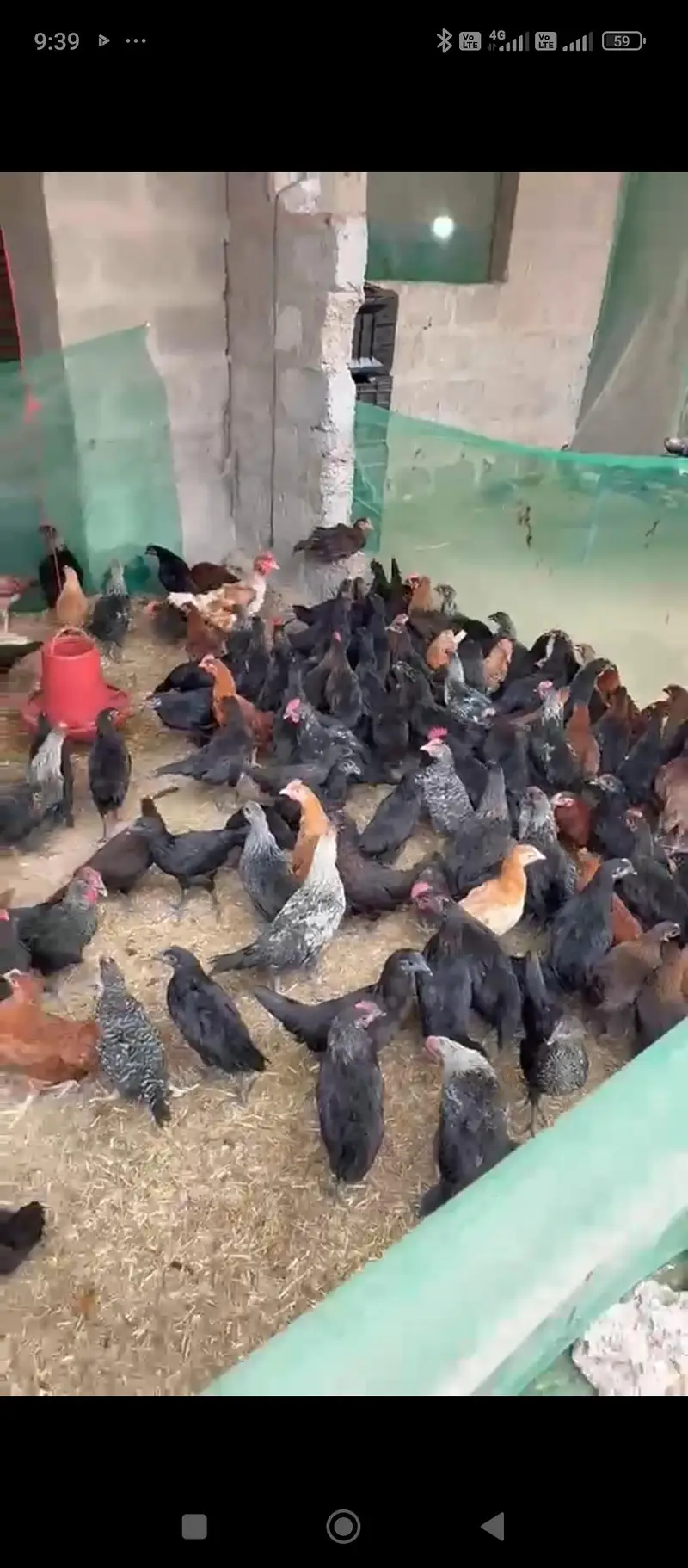 Australorp RIR Lohmann Misri — photo 3