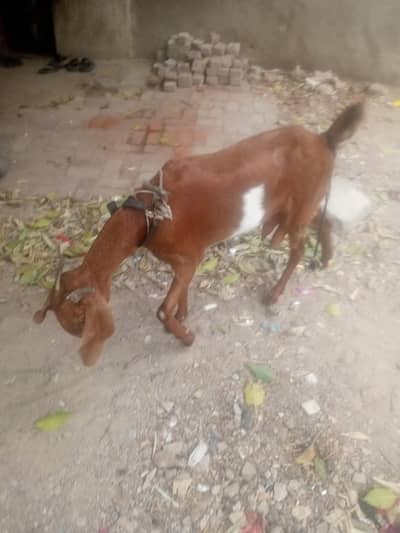 bakri for sell