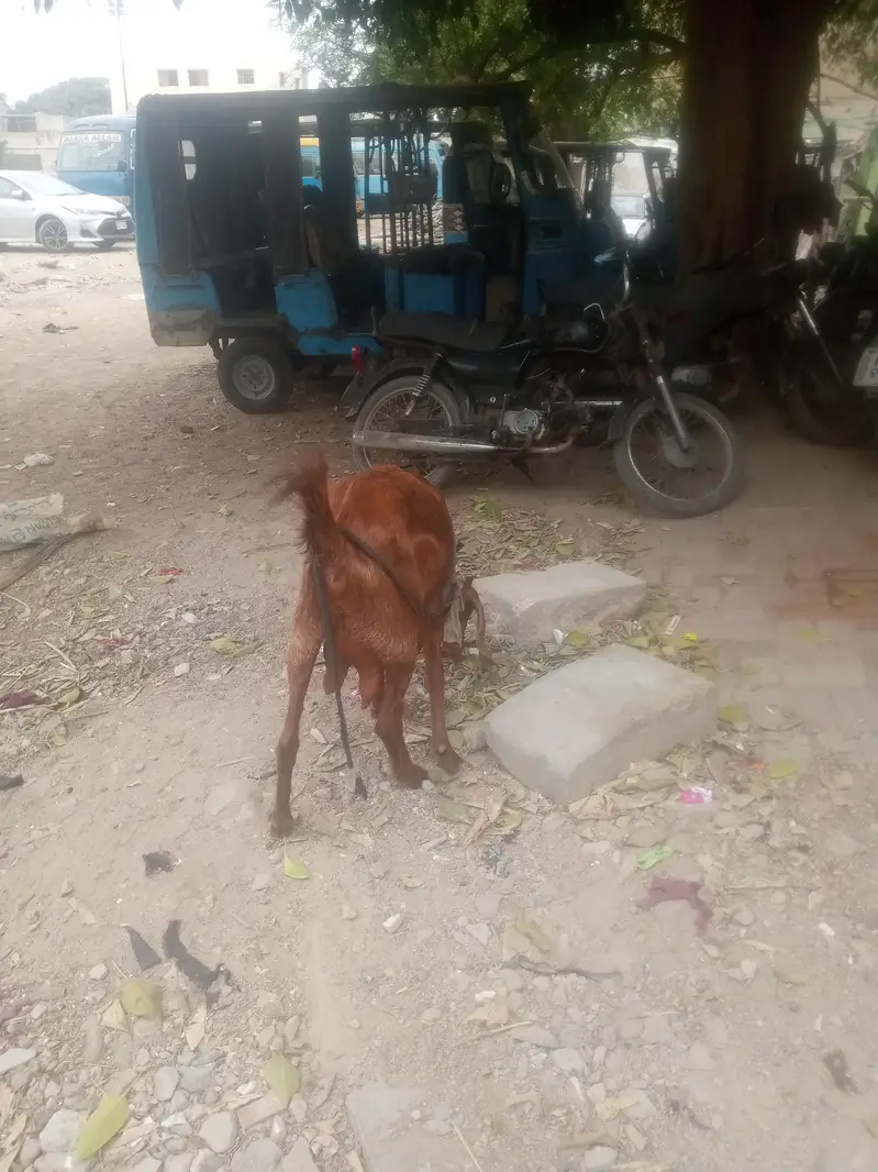 bakri for sell — photo 2
