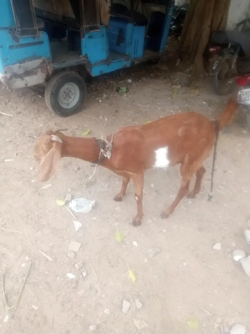 bakri for sell — photo 3