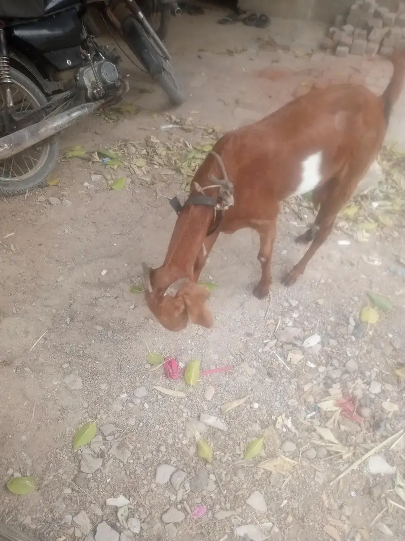 bakri for sell — photo 4