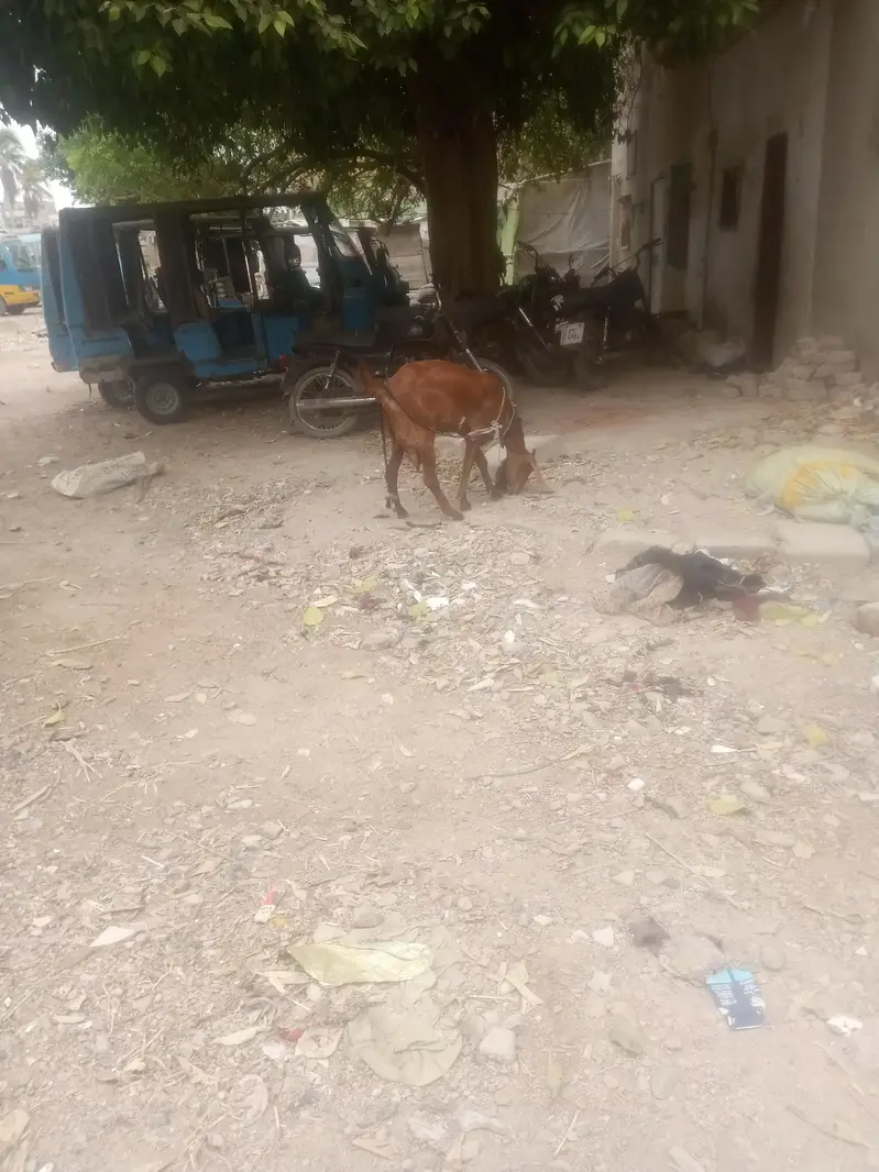 bakri for sell — photo 5