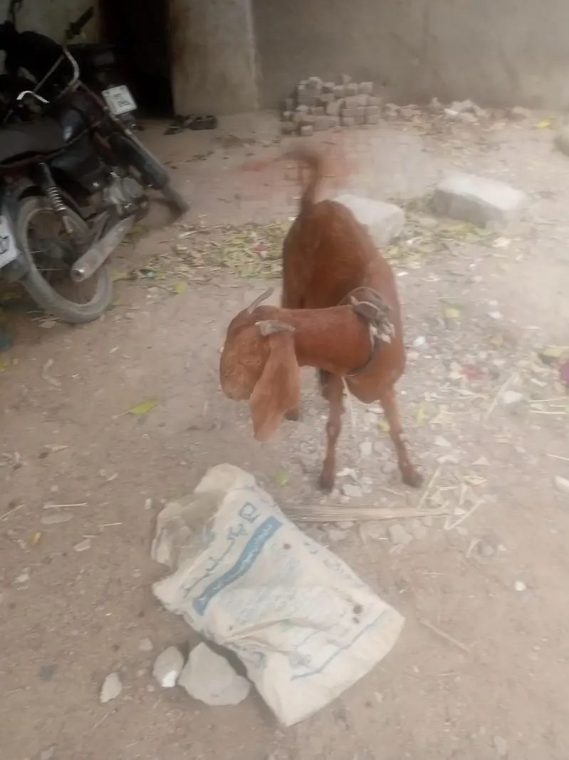 bakri for sell — photo 6