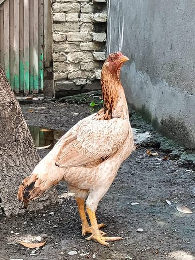 Desi murge