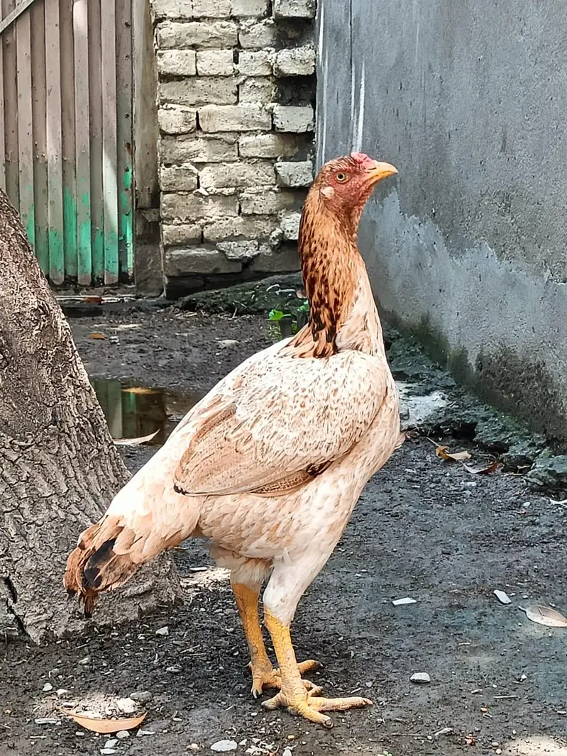 Desi murge — photo 3