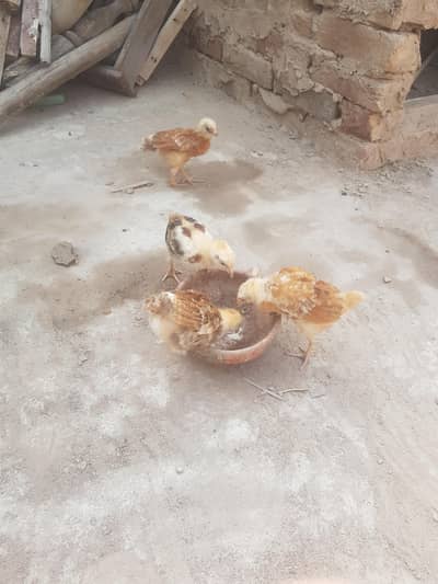 Golden misri chicks