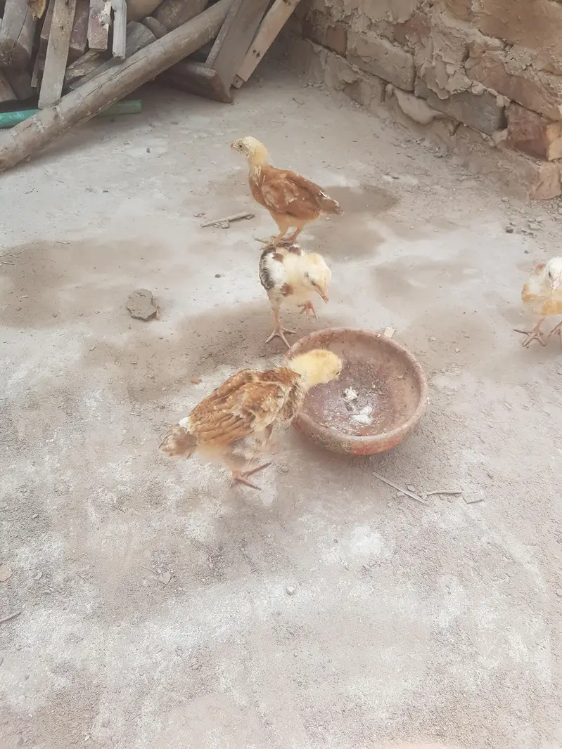 Golden misri chicks — photo 2