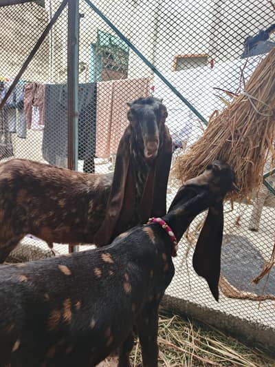 kamori Original Bakra & bakri Piar For Sale Active & Healthy kids