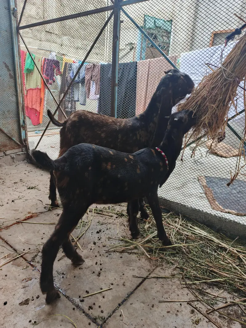 kamori Original Bakra & bakri Piar For Sale Active & Healthy kids — photo 2
