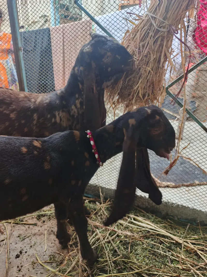 kamori Original Bakra & bakri Piar For Sale Active & Healthy kids — photo 3