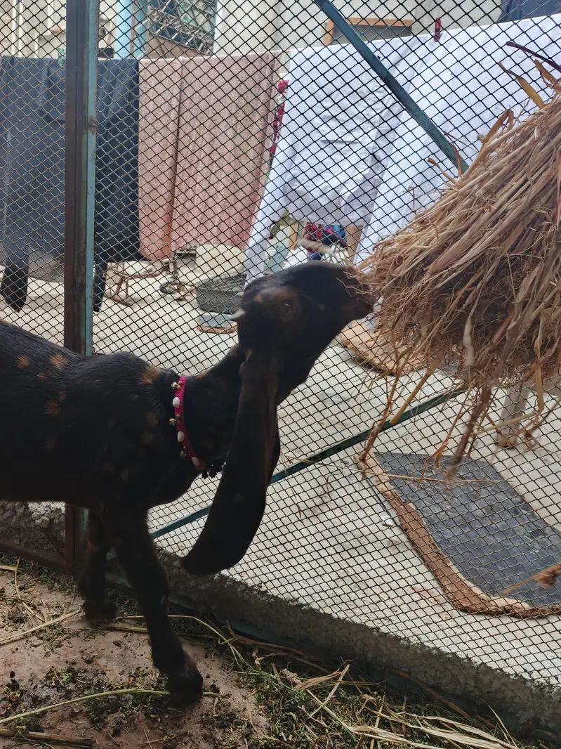 kamori Original Bakra & bakri Piar For Sale Active & Healthy kids — photo 5