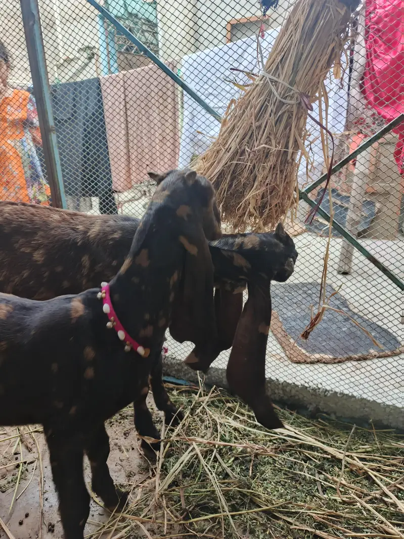 kamori Original Bakra & bakri Piar For Sale Active & Healthy kids — photo 6