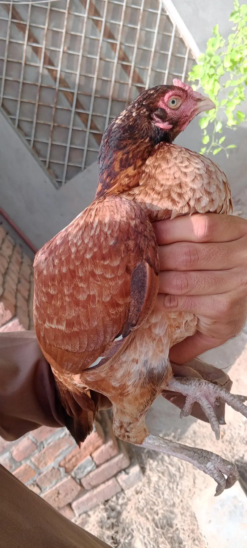 Mashallah Mianwali original bread — photo 5