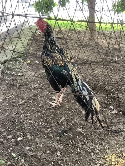 aseel mix breed