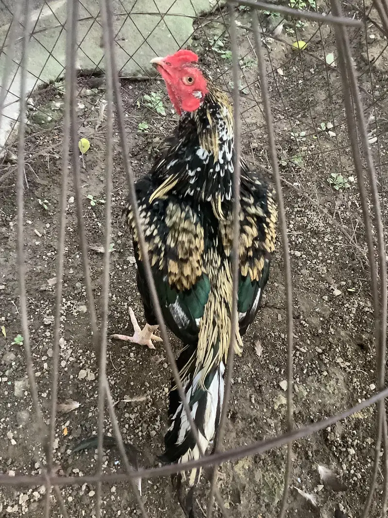 aseel mix breed — photo 2