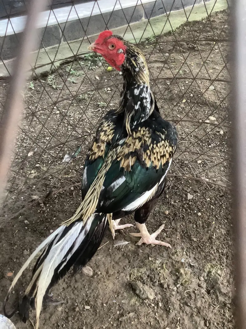 aseel mix breed — photo 5