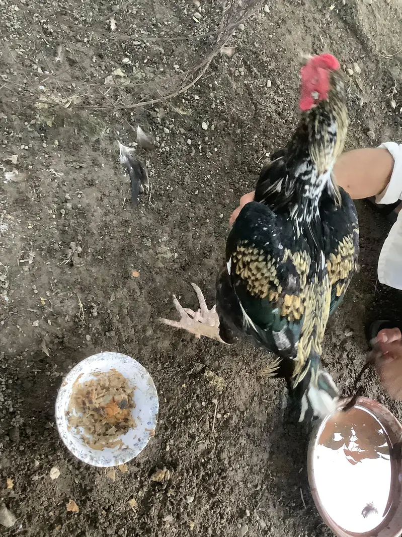 aseel mix breed — photo 6