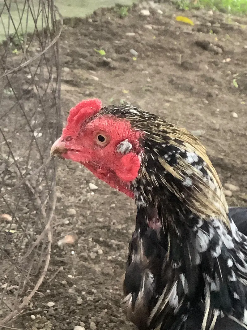 aseel mix breed — photo 7