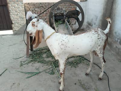 desi Bakra for sale