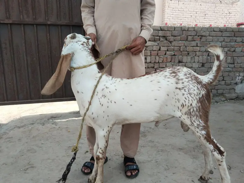 desi Bakra for sale — photo 3