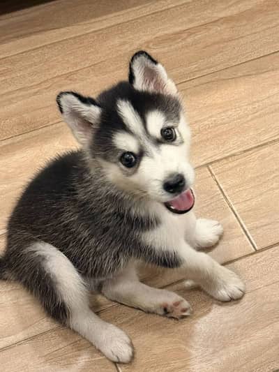 Siberian Husky male PUPPIES for sale