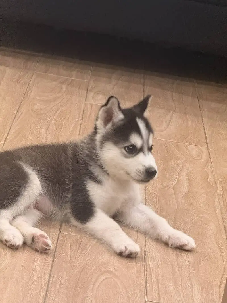 Siberian Husky male PUPPIES for sale — photo 2