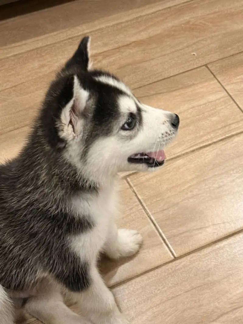 Siberian Husky male PUPPIES for sale — photo 4