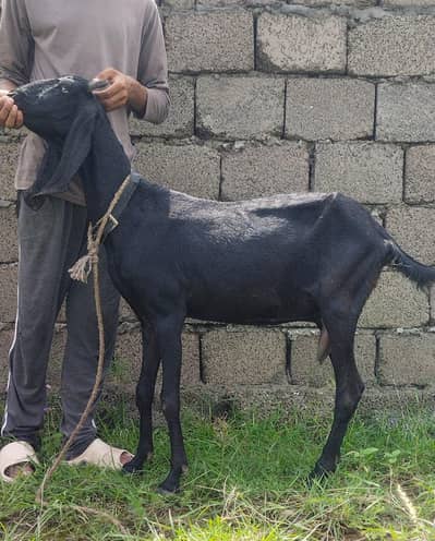 Black beetal goat for sale