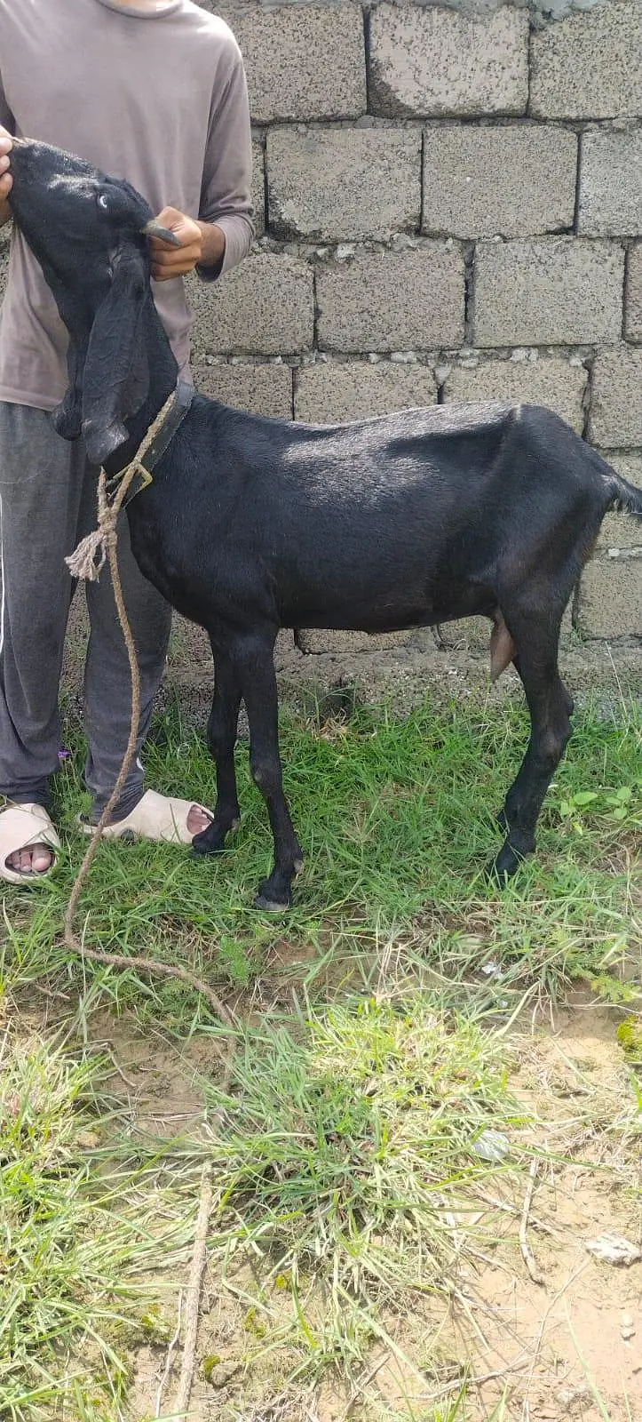 Black beetal goat for sale — photo 2